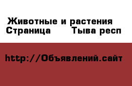  Животные и растения - Страница 11 . Тыва респ.